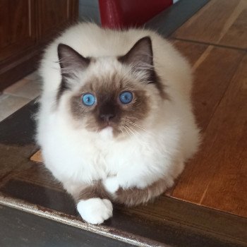 chaton Ragdoll black mitted Zohar K Chatterie Echo de Narcisse