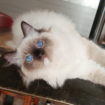 chaton Ragdoll black mitted Zohar K Chatterie Echo de Narcisse