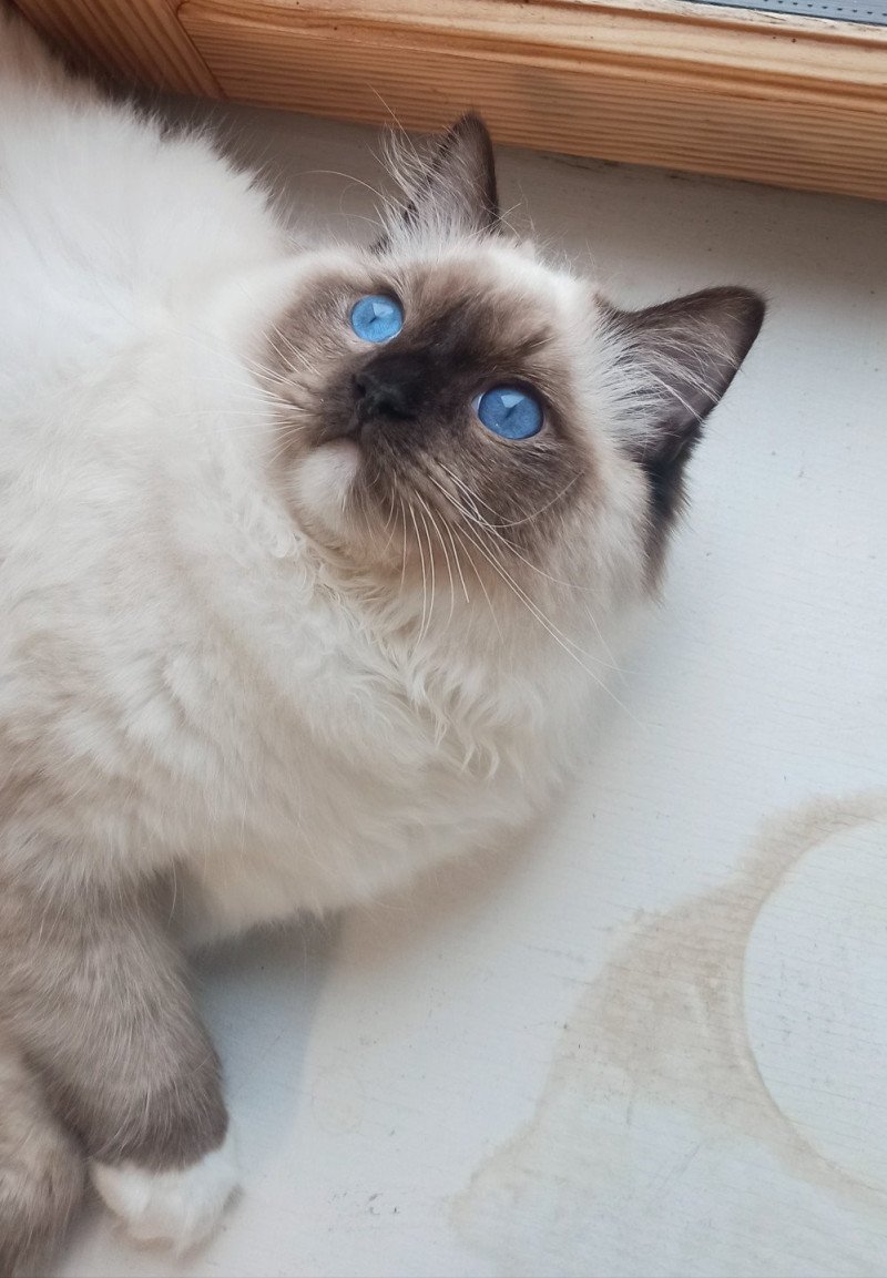 Echo de Narcisse Zohar Mâle Ragdoll