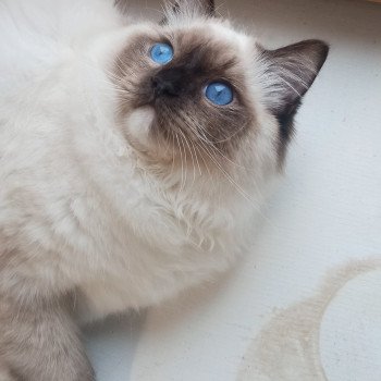 chaton Ragdoll black mitted Zohar Chatterie Echo de Narcisse