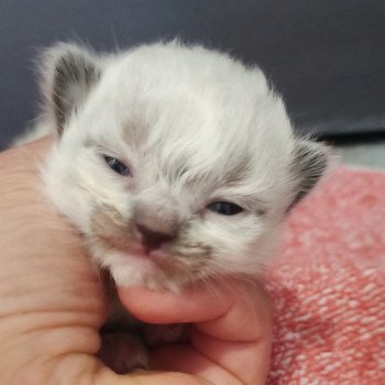 chaton Ragdoll black mitted Chatterie Echo de Narcisse