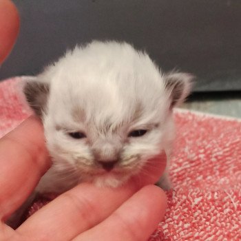 chaton Ragdoll black mitted Chatterie Echo de Narcisse