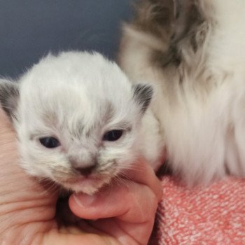 chaton Ragdoll black mitted Chatterie Echo de Narcisse