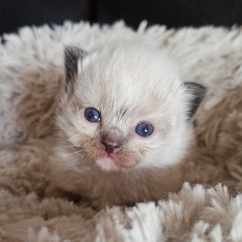 chaton Ragdoll black mitted Msm1 Chatterie Echo de Narcisse