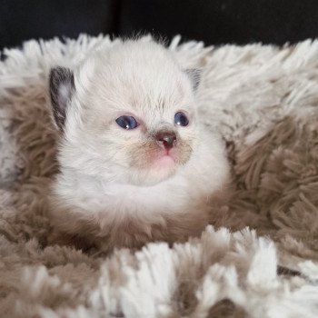 chaton Ragdoll black mitted Msm1 Chatterie Echo de Narcisse