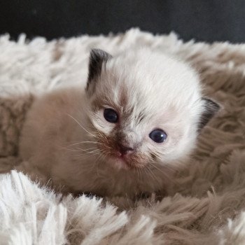 chaton Ragdoll black mitted Msm1 Chatterie Echo de Narcisse