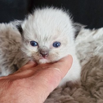 chaton Ragdoll black mitted Msm1 Chatterie Echo de Narcisse