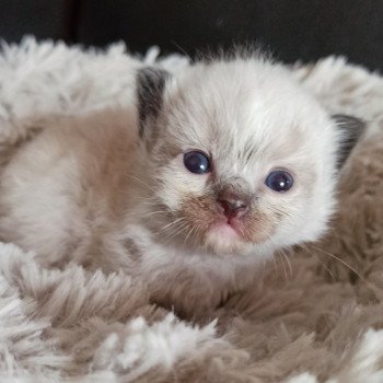 chaton Ragdoll black mitted Msm1 Chatterie Echo de Narcisse