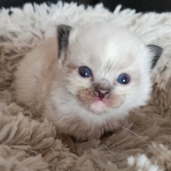 chaton Ragdoll black mitted Msm1 Chatterie Echo de Narcisse