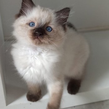 chaton Ragdoll seal point Zhao K Chatterie Echo de Narcisse