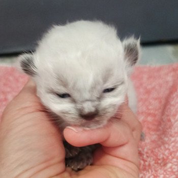 chaton Ragdoll seal point Chatterie Echo de Narcisse