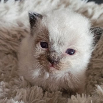 chaton Ragdoll seal point Msp1 Chatterie Echo de Narcisse