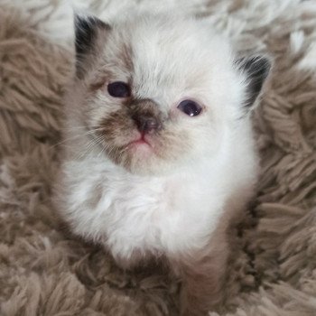 chaton Ragdoll seal point Msp1 Chatterie Echo de Narcisse