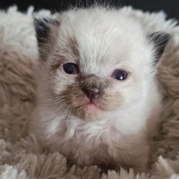 chaton Ragdoll seal point Msp1 Chatterie Echo de Narcisse