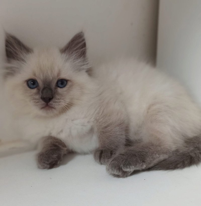 Echo de Narcisse Yzeure K Femelle Ragdoll