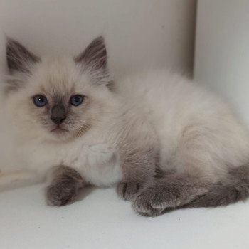 chaton Ragdoll blue point Yzeure K Chatterie Echo de Narcisse