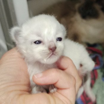 chaton Ragdoll blue point Fbp1 Chatterie Echo de Narcisse