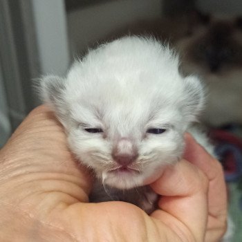 chaton Ragdoll blue point Fbp1 Chatterie Echo de Narcisse