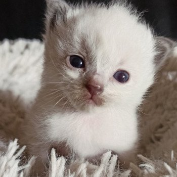 chaton Ragdoll blue point Fbp1 Chatterie Echo de Narcisse