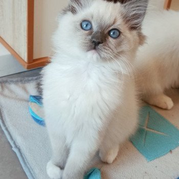 chaton Ragdoll blue mitted Yasawa K2 Chatterie Echo de Narcisse