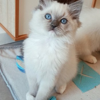 chaton Ragdoll blue mitted Yasawa K2 Chatterie Echo de Narcisse