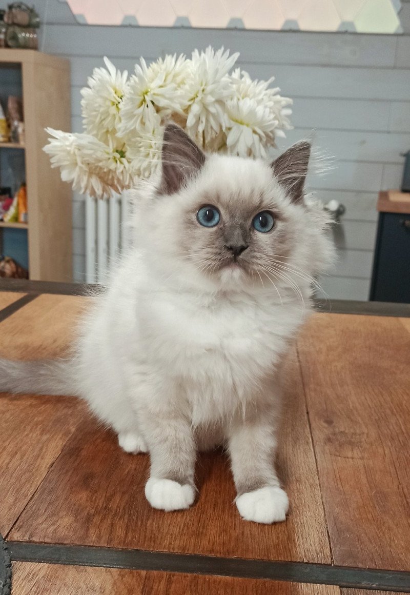 Echo de Narcisse Yasawa K2 Femelle Ragdoll