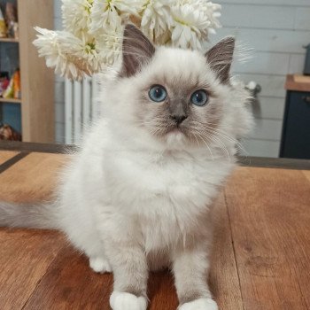 chaton Ragdoll blue mitted Yasawa K2 Chatterie Echo de Narcisse