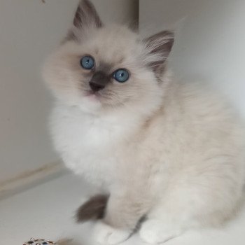 chaton Ragdoll blue mitted Zurwan K Chatterie Echo de Narcisse