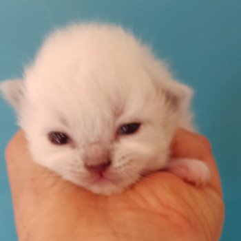 chaton Ragdoll blue mitted Chatterie Echo de Narcisse