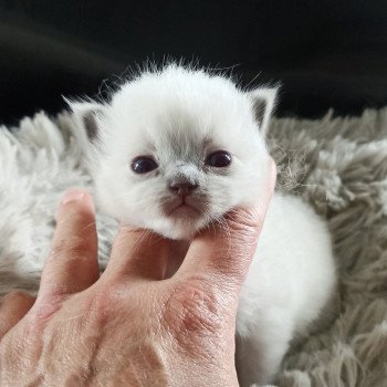 chaton Ragdoll blue mitted Mbm2 Chatterie Echo de Narcisse