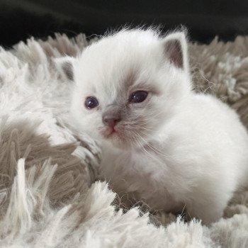 chaton Ragdoll blue mitted Mbm2 Chatterie Echo de Narcisse