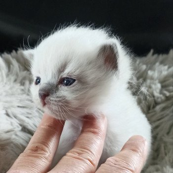 chaton Ragdoll blue mitted Mbm2 Chatterie Echo de Narcisse