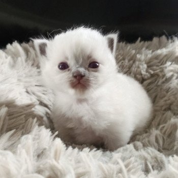 chaton Ragdoll blue mitted Mbm2 Chatterie Echo de Narcisse