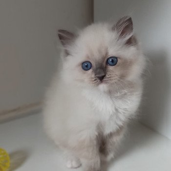 chaton Ragdoll blue mitted Yaoundé K3 Chatterie Echo de Narcisse