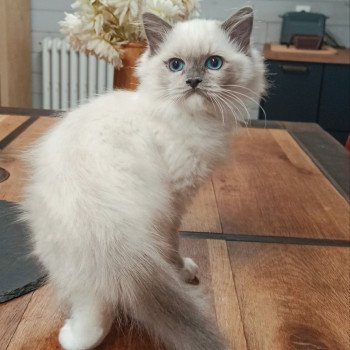 chaton Ragdoll blue mitted Yaoundé K3 Chatterie Echo de Narcisse