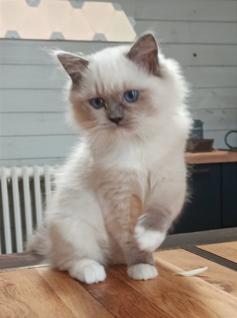 Echo de Narcisse Yaoundé K3 Femelle Ragdoll