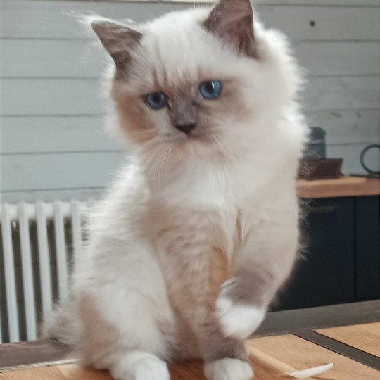 Echo de Narcisse Yaoundé K3 Femelle Ragdoll