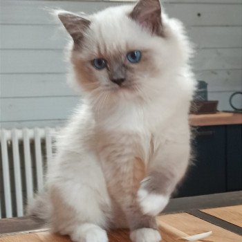 chaton Ragdoll blue mitted Yaoundé K3 Chatterie Echo de Narcisse