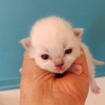 chaton Ragdoll blue point mitted Fbm3 Chatterie Echo de Narcisse