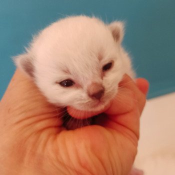 chaton Ragdoll blue point mitted Fbm3 Chatterie Echo de Narcisse