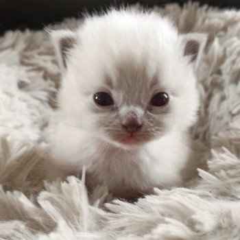 chaton Ragdoll blue point mitted Fbm3 Chatterie Echo de Narcisse