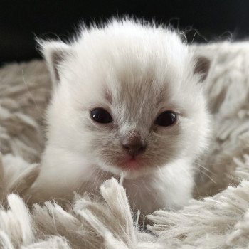 chaton Ragdoll blue point mitted Fbm3 Chatterie Echo de Narcisse