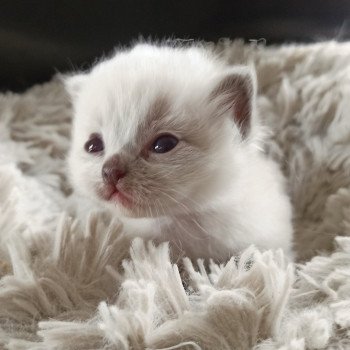 chaton Ragdoll blue point mitted Fbm3 Chatterie Echo de Narcisse