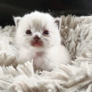 chaton Ragdoll blue point mitted Fbm3 Chatterie Echo de Narcisse