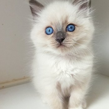 chaton Ragdoll black mitted Zzetop Chatterie Echo de Narcisse