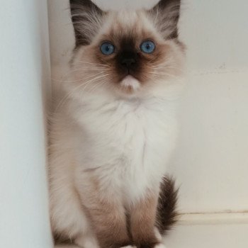 chaton Ragdoll black mitted Zzetop Chatterie Echo de Narcisse