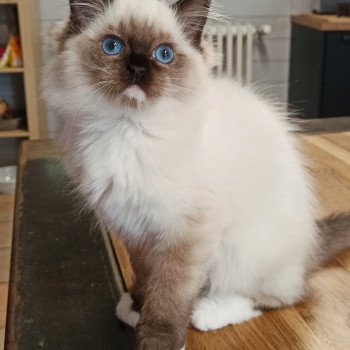 chaton Ragdoll black mitted Zzetop Chatterie Echo de Narcisse