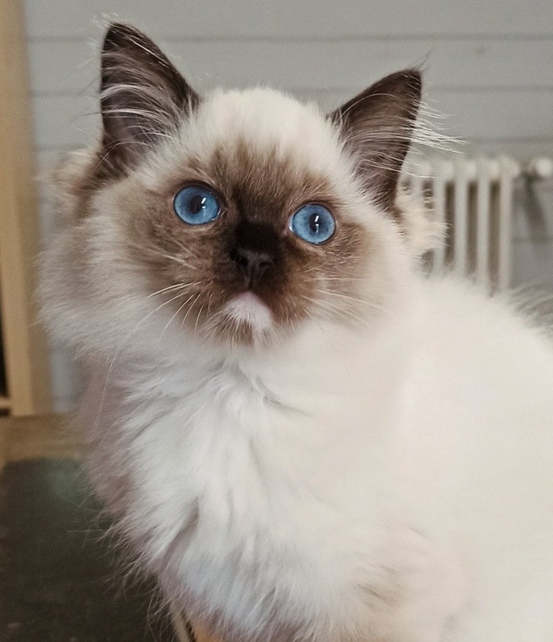 Echo de Narcisse Zzetop Femelle Ragdoll