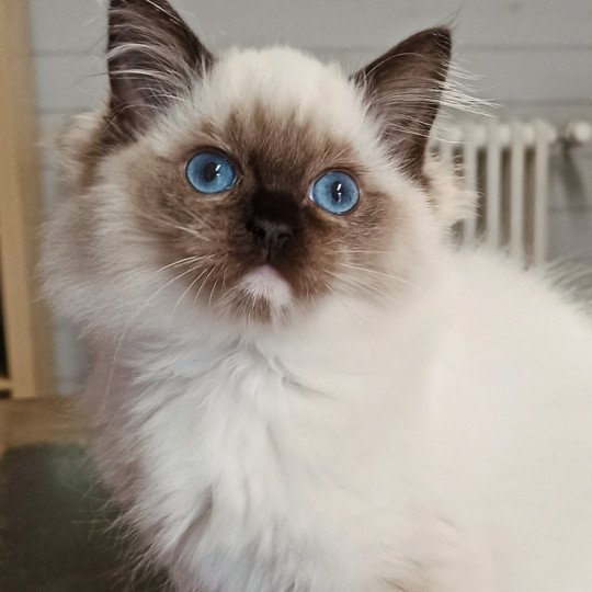 Echo de Narcisse Zzetop Femelle Ragdoll