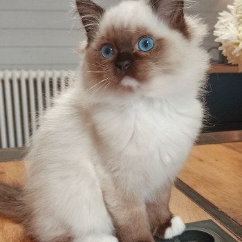 chaton Ragdoll black mitted Zzetop Chatterie Echo de Narcisse